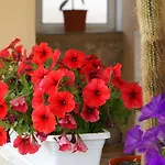 아파트 Red Rose 닌