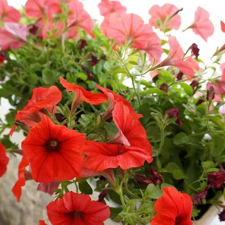Daire Red Rose *