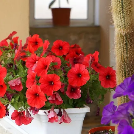 Διαμέρισμα Red Rose Nin