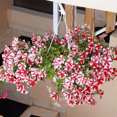 Apartment Red Rose Nin