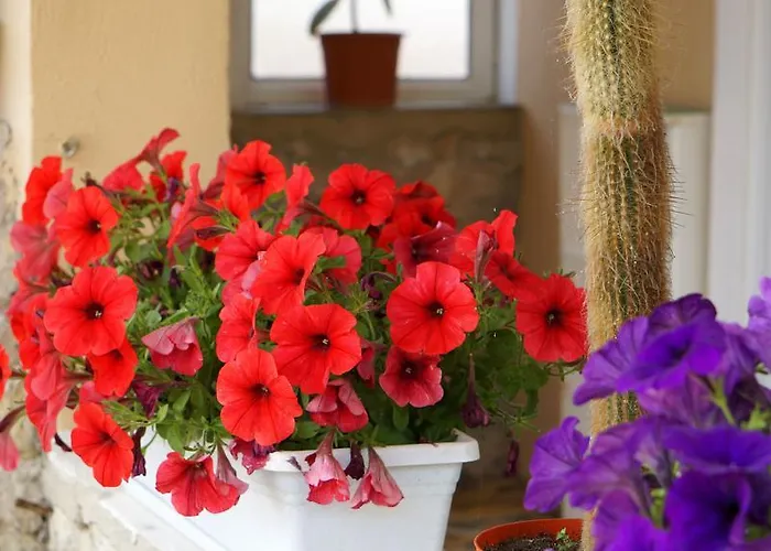 Lägenhet Red Rose Nin