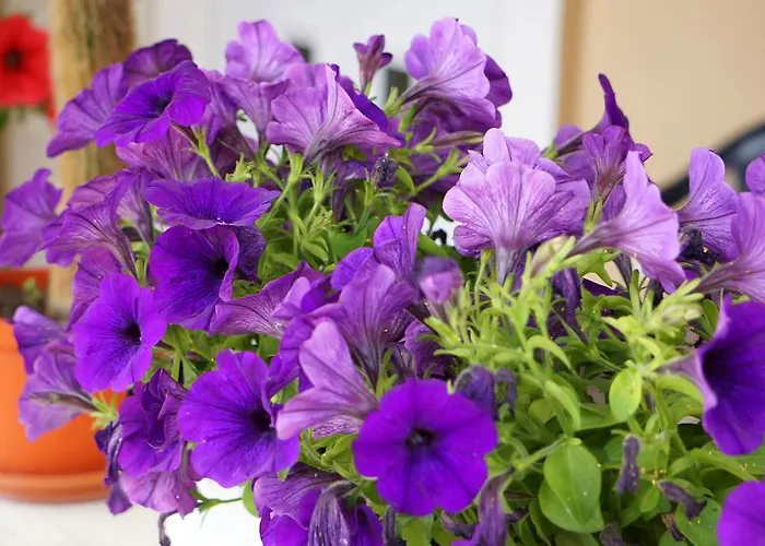 Lejlighed Red Rose *