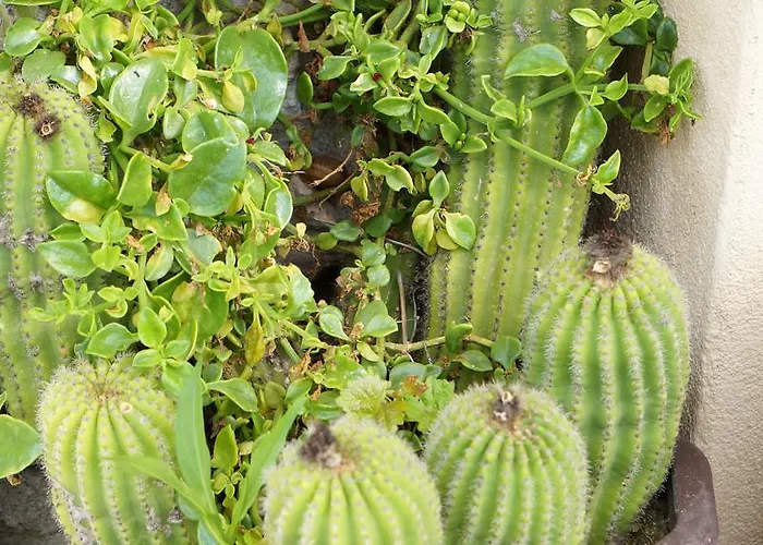 Lejlighed Red Rose Nin