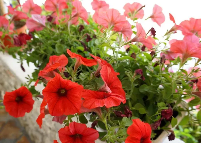 Apartament Red Rose *