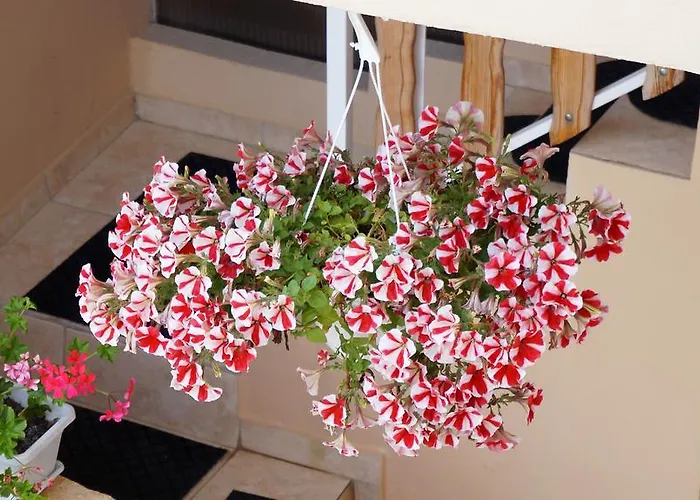 Apartament Red Rose Nin